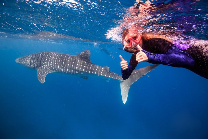 Swimming with the Whale Sharks - Ningaloo Reef (Exmouth)