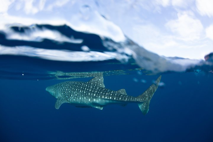 Swimming with the Whale Sharks - Ningaloo Reef (Exmouth)