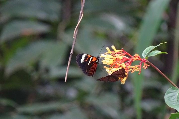 Amazing Amazon 2Days 1Night - Amazon Wonder Expeditions