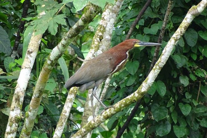 Amazing Amazon 2Days 1Night - Amazon Wonder Expeditions