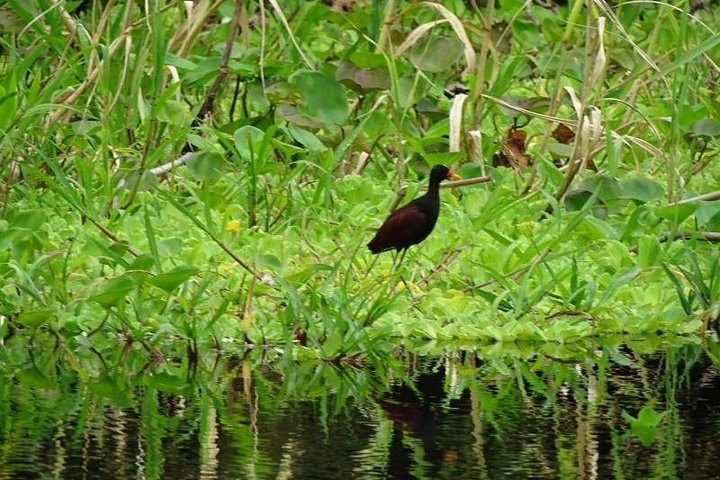 Amazing Jungle 3Days 2Nights - Amazon Wonder Expeditions