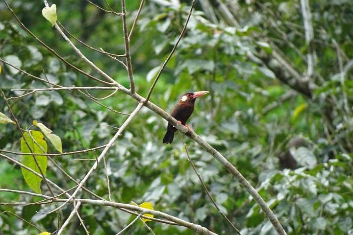 Amazing Jungle 3Days 2Nights - Amazon Wonder Expeditions