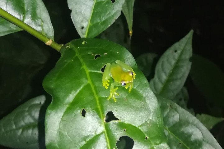 Amazing Jungle 3Days 2Nights - Amazon Wonder Expeditions