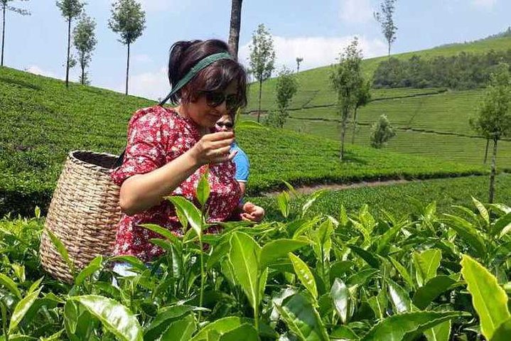 Munnar Tea Trail Tour with Factory Experience ( By Munnar Info)