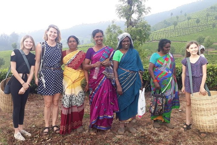 Munnar Tea Trail Tour with Factory Experience ( By Munnar Info)
