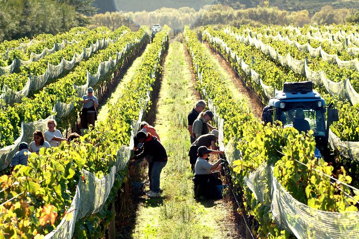 Half Day Martinborough Winery Tour from Wellington
