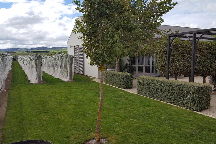 Half Day Martinborough Winery Tour from Wellington
