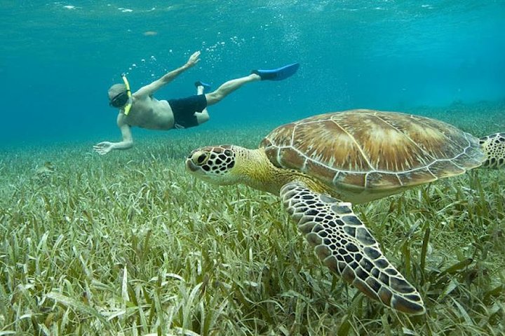 Belize Hol Chan Marine Reserve & Shark Ray Alley Snorkel Tour - Ambergris Caye