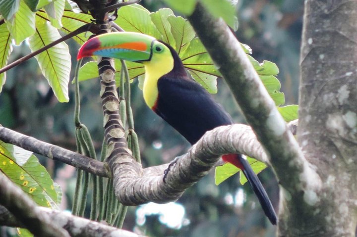 Arenal Volcano Experience Full-Day Tour from San Jose