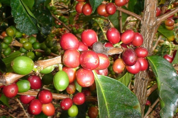 Arenal Volcano Experience Full-Day Tour from San Jose