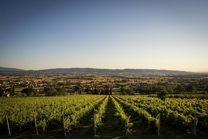 Balsamic Vinegar, Olive oil and Organic Winery Tour in Assisi with tasting