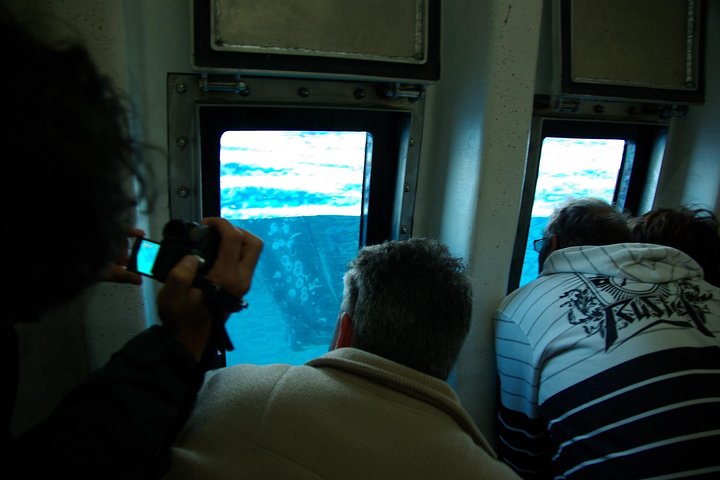 Spirit of Hervey Bay Whale Watching Cruise