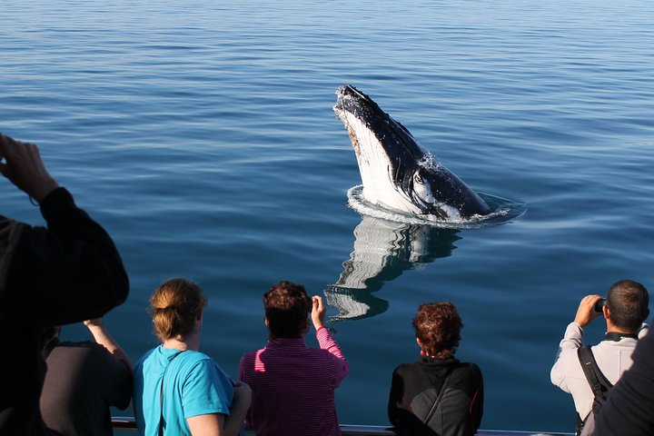 Spirit of Hervey Bay Whale Watching Cruise
