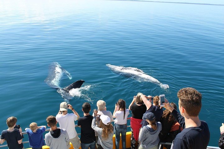 Spirit of Hervey Bay Whale Watching Cruise