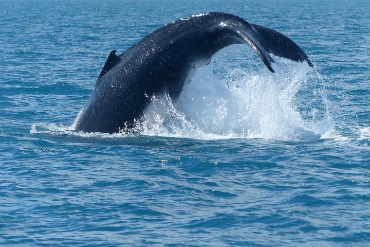 Spirit of Hervey Bay Whale Watching Cruise