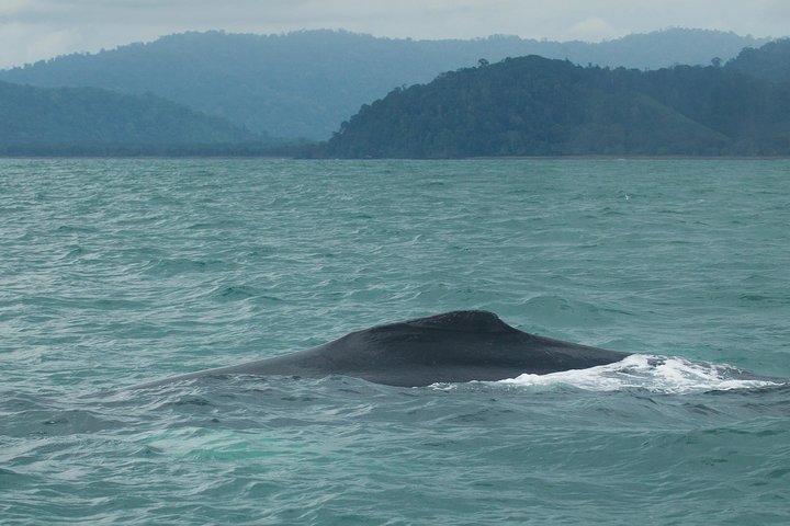 Corcovado National Park From Manuel Antonio In One Day