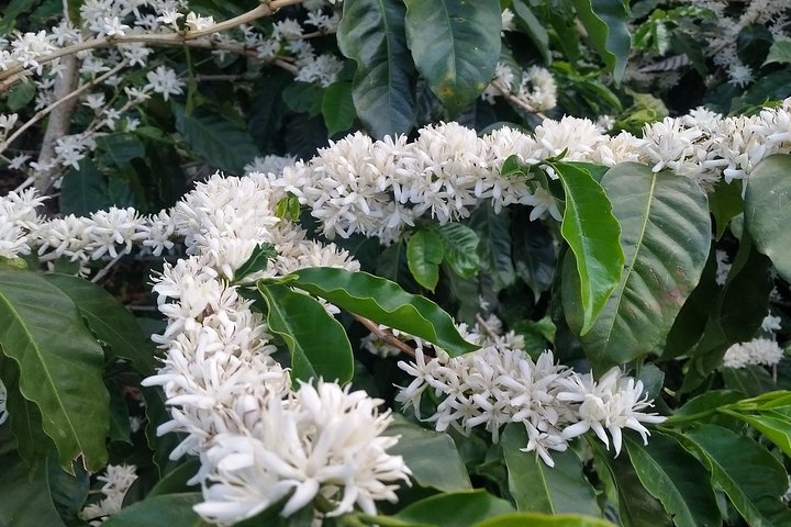 Small, Hands-on Coffee Tour