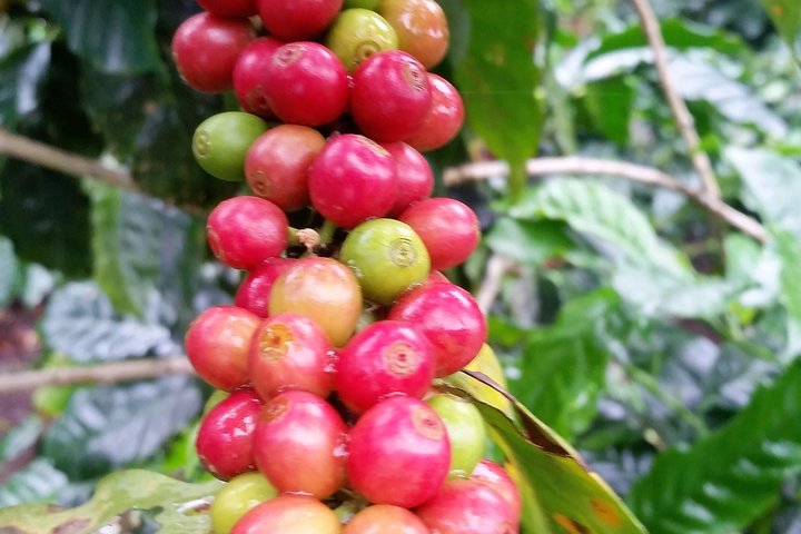 Small, Hands-on Coffee Tour