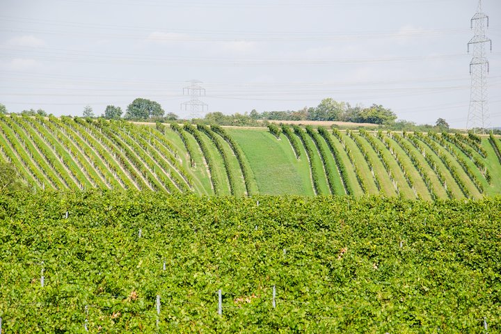 Countryside Half Day Wine Tour near Vienna with meal & transfer