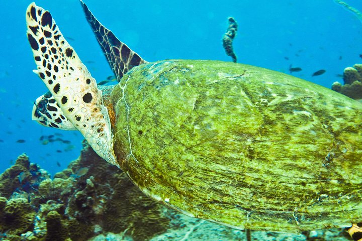 Snorkeling Tour Koh Tao & Koh Nang Yuan from Samui by Speedboat