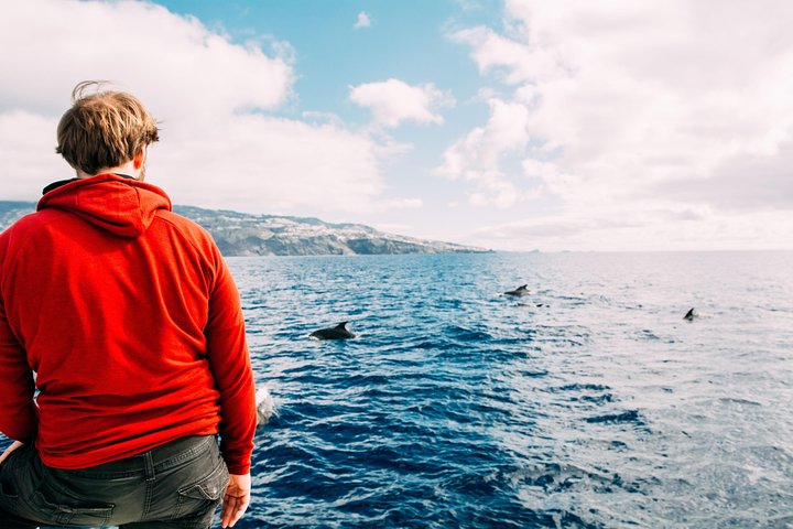 VipDolphins Luxury Whale Watching