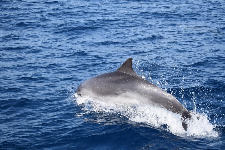 VipDolphins Luxury Whale Watching