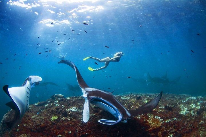 Nusa Penida Snorkeling Adventure (Private & All-Inclusive)