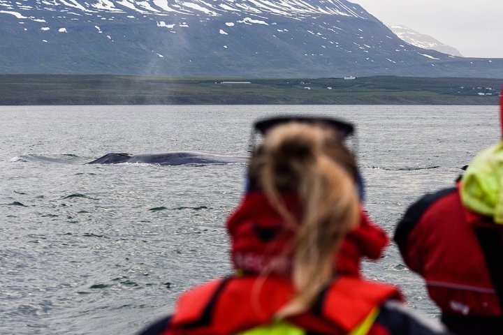 Whale Watching from Downtown Akureyri