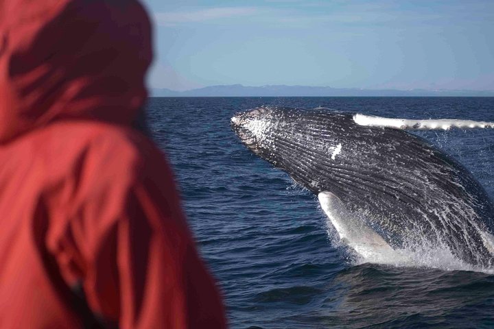 The Original Classic Whale Watching from Reykjavik