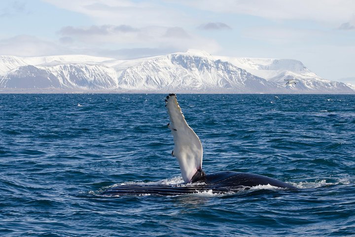 The Original Classic Whale Watching from Reykjavik