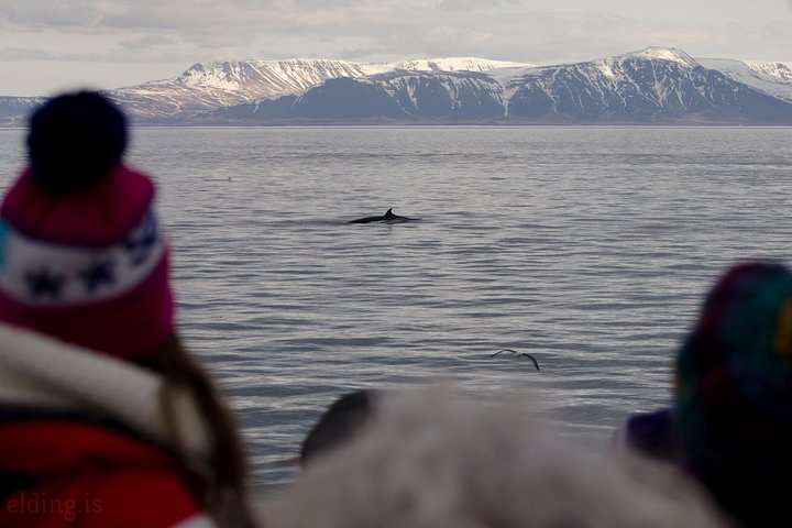 The Original Classic Whale Watching from Reykjavik