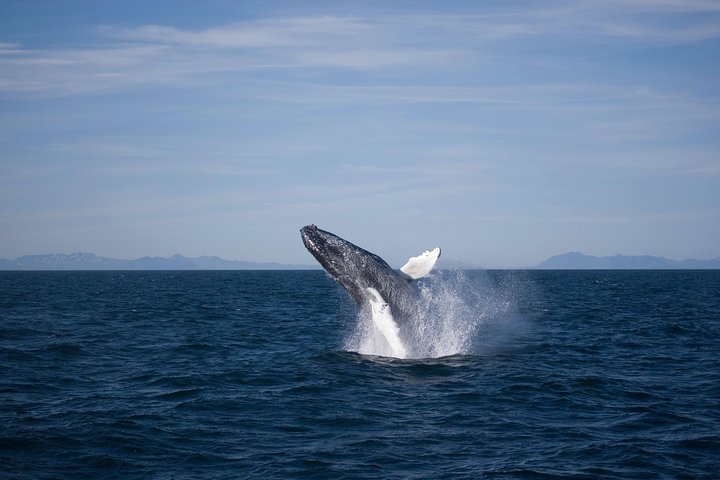 The Original Classic Whale Watching from Reykjavik