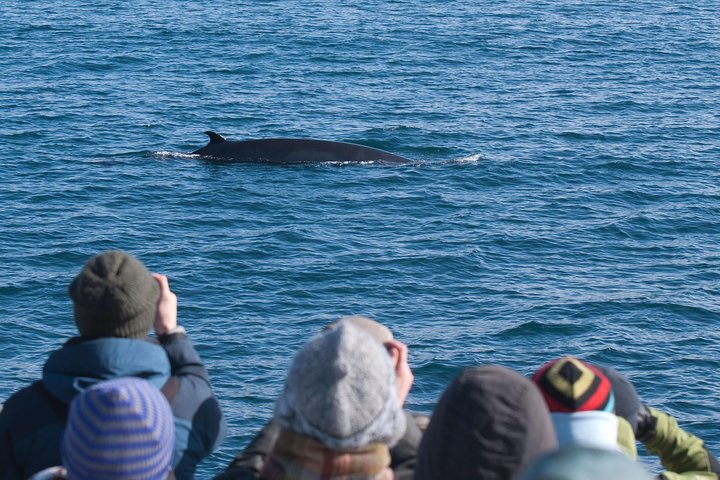 The Original Classic Whale Watching from Reykjavik