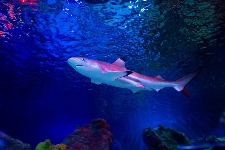 SEA LIFE Loch Lomond General Admission Ticket
