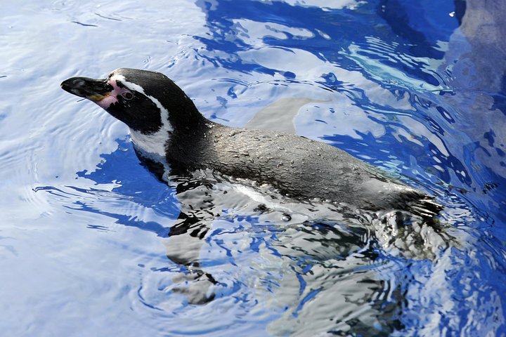 Hunstanton SEA LIFE Sanctuary General Admission Ticket