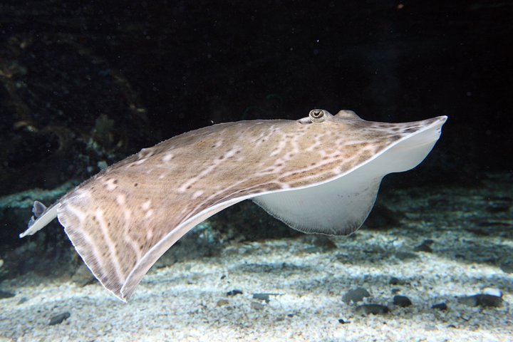 SEA LIFE Great Yarmouth General Admission