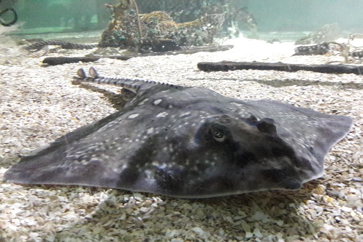 SEA LIFE Great Yarmouth General Admission