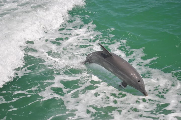 Guaranteed Dolphin Sighting Tour on Tropics Boat Tours