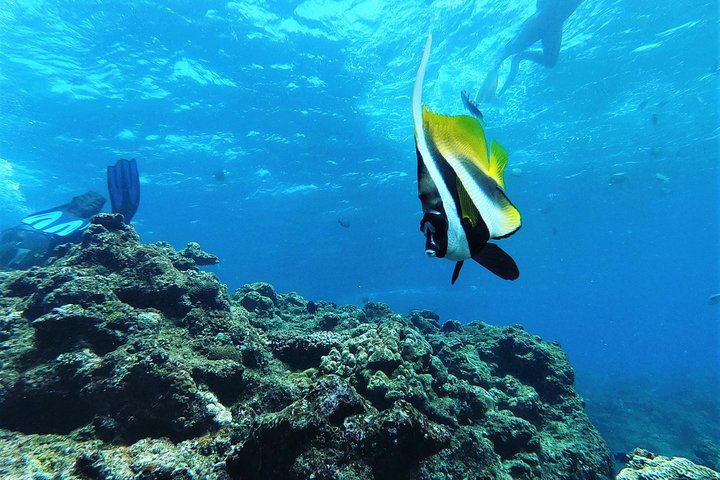 Snorkeling in the Blue Cave area【Okinawa Prefecture: Free feeding & photo images!English and Chinese speaking guide available!