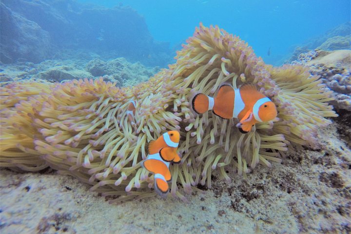 Snorkeling in the Blue Cave area【Okinawa Prefecture: Free feeding & photo images!English and Chinese speaking guide available!