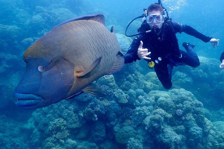 Calypso Outer Great Barrier Reef Cruise from Port Douglas