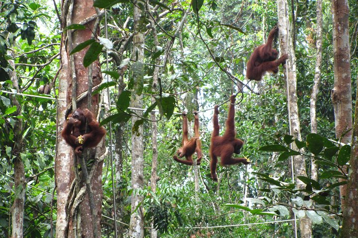 A glimpse of Orang Utan in Semenggoh Wildlife Centre