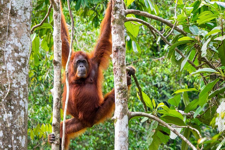A glimpse of Orang Utan in Semenggoh Wildlife Centre