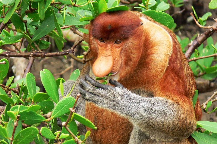 Bako National Park