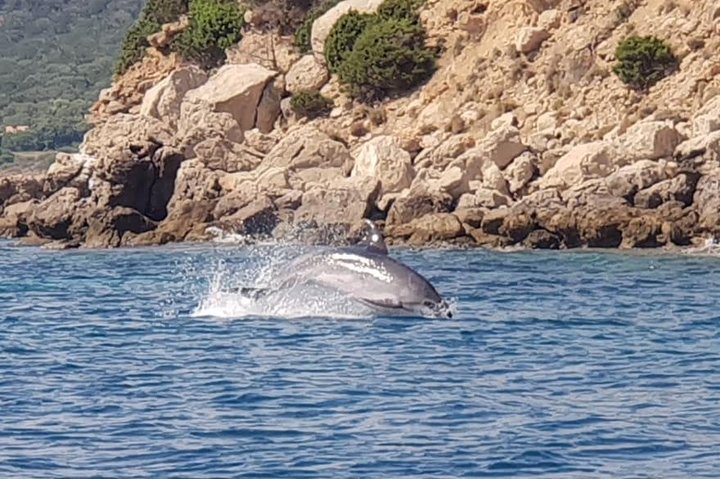 Dolphin Watching Tour - from Golfo Aranci