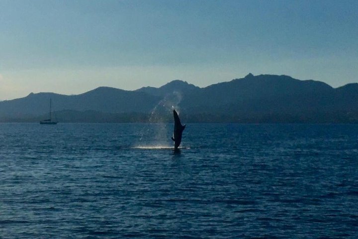 Dolphin Watching Tour - from Golfo Aranci