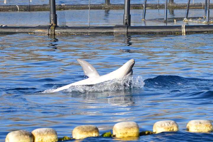 Dolphin Watching Tour - from Golfo Aranci
