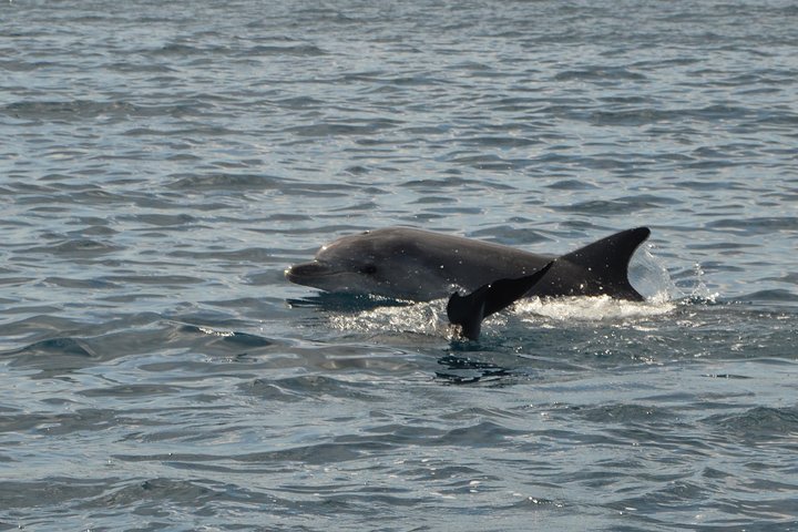 Dolphin Watching Tour - from Golfo Aranci