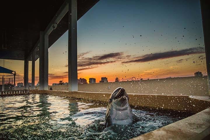 Tampa Bay CityPASS®