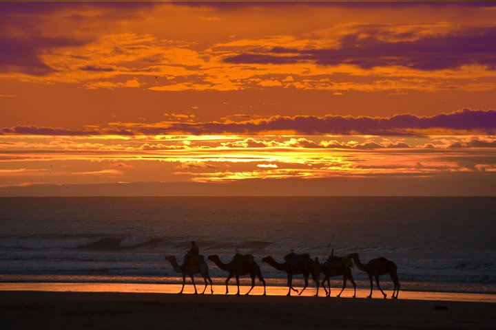 3 hours ride on camel at sunset